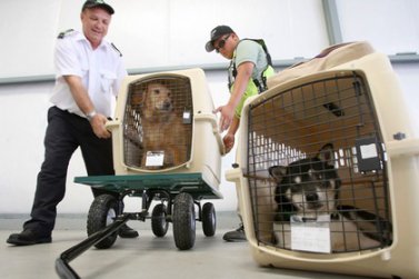 Правила перевозки домашних животных различными видами транспорта